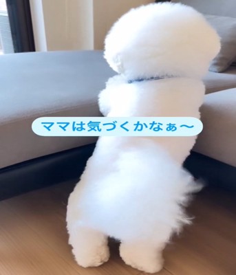 立ち上がる犬1