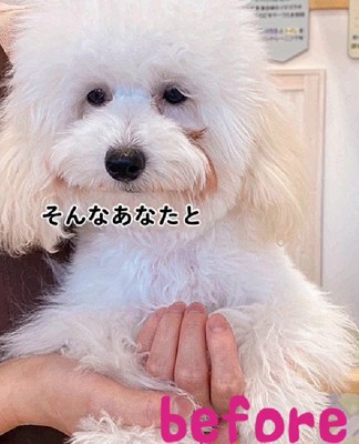 涙やけがひどくてボサボサ…