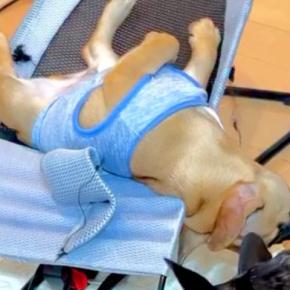 バウンサーの上で爆睡中の犬→寝ぼけて滑り落ちてしまった結果…直後に起きた『コントすぎる展開』に「台本ですか？ｗ」「大爆笑した」と反響