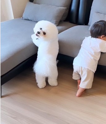 振り向く犬3