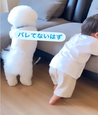犬と赤ちゃん2