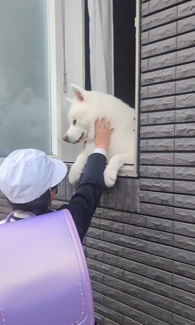 窓の内から外の小学生に撫でてもらう秋田犬