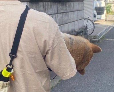 柴犬