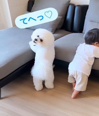 振り向く犬4
