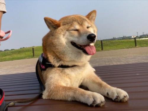 ニコニコ
