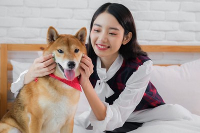 柴犬、頬をつまむ