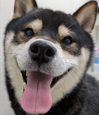 ニコニコ