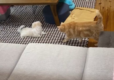 緊張の