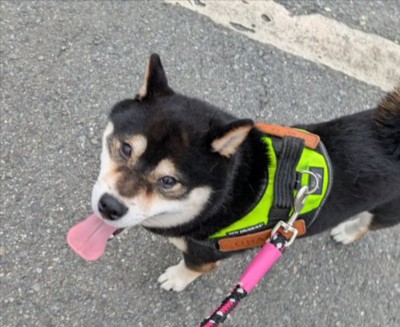 可愛すぎる