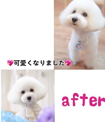 正真正銘の愛されわんこ♡