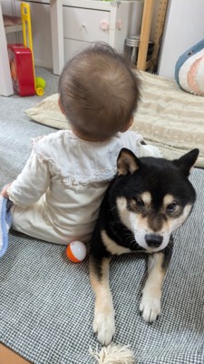 柴犬