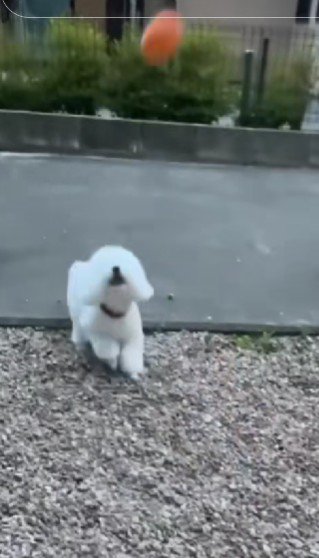 ひとりでボールキャッチ