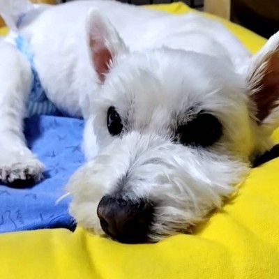 ちーちゃん
