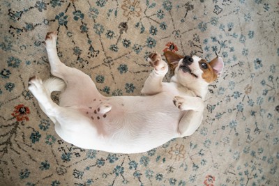 お腹を全開にして寝ている犬