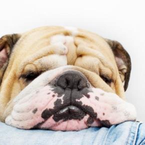 犬の『皮膚が伸びる』3つの理由　病気の可能性や注意すべきポイントまで