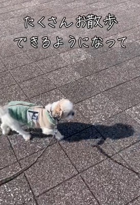 楽しそうに散歩する犬