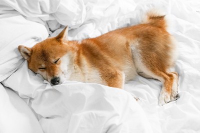 横向きに寝ている犬