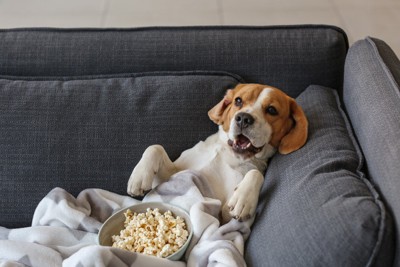ソファーで仰向けでくつろぐ犬