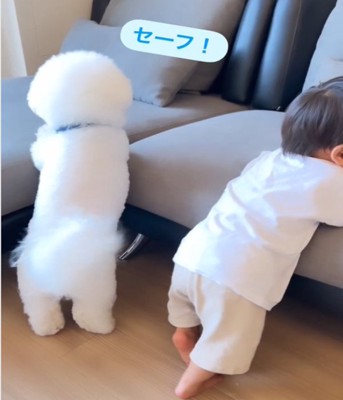 犬と赤ちゃん1