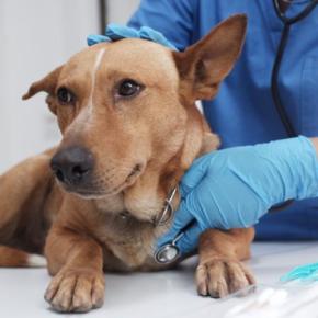 絶対に放置してはいけない『犬の病気』2つ　愛犬の命を守るために日頃から心がけるべきこととは
