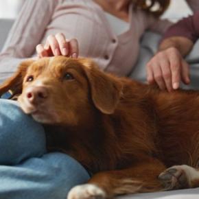 犬の『精神疾患』症状5選　愛犬の心が病んでいるときにみせる行動とは？