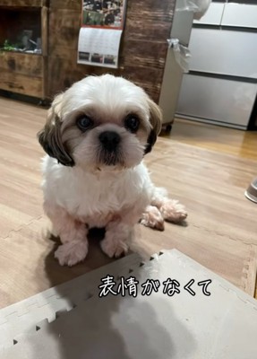 怯えた様子の犬