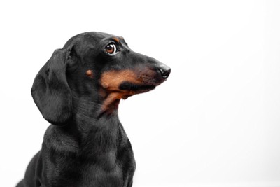 生意気そうな目線の犬