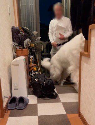 階段を駆け上がる超大型犬