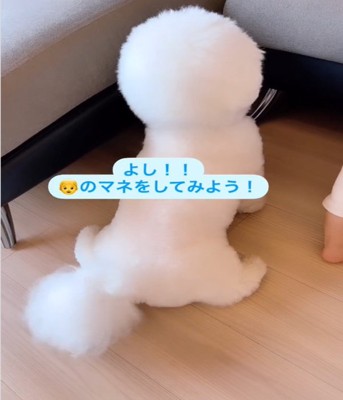 後ろ姿の犬