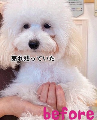 トイプードルのあられちゃん