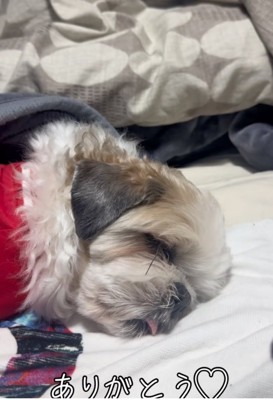 舌を出して眠る犬