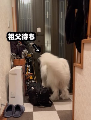 しっぽを大きく振る超大型犬