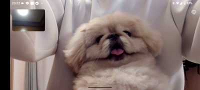 ペキニーズ