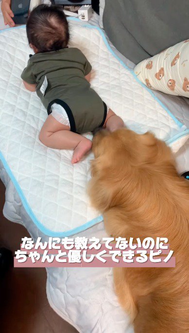 赤ちゃんのお尻に鼻を近づける犬