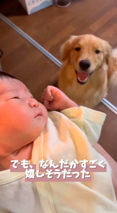 赤ちゃんを笑顔で見つめる犬