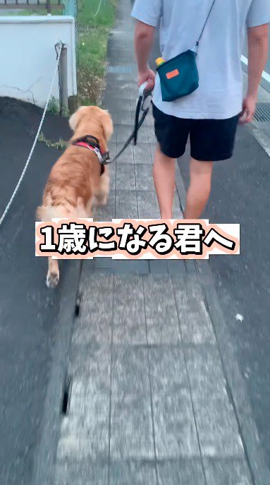 散歩をする犬と家族たち