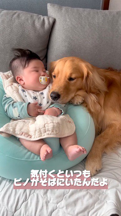 赤ちゃんの隣でまどろむ犬