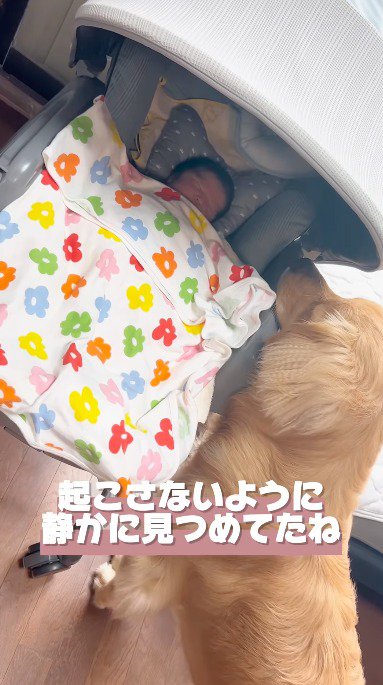 静かに赤ちゃんの寝顔を眺める犬