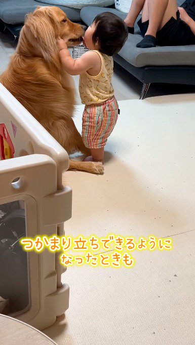 犬に掴まって立ち上がる赤ちゃん