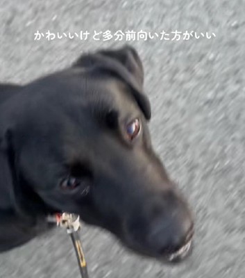 黒ラブさんとの散歩