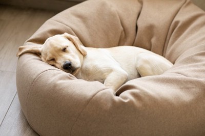クッションの上で眠る犬