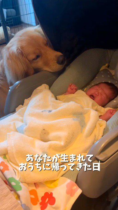 眠る赤ちゃんの顔を見つめる犬