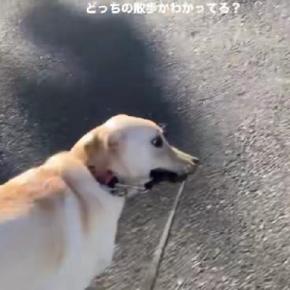 『すっげぇ顔ｗｗ』大型犬を散歩に連れていった結果→思っているのと違いすぎる『衝撃の光景』が39万再生「必死ｗ」「横目で見てて草」と爆笑