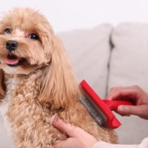 犬に対する『愛情と甘やかし』どう違う？間違った接し方が愛犬を不幸にさせてしまうかも…
