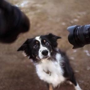 愛犬に対して他人にさせてはいけない『NG行為』4選　愛犬が不信感やトラウマを抱える原因となる可能性も
