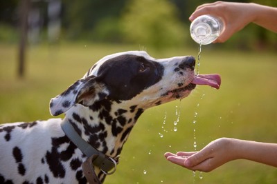 水を飲む白黒の犬