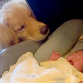 妊娠中のお母さんに寄り添っていた大型犬→無事に赤ちゃんが産まれて…泣けるほど尊い『1年間の記録』に反響「優しさに涙」「胸がいっぱい」