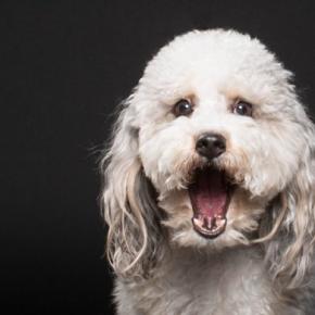 犬がびっくりしたときにみせるサイン5選　驚かさないようにするためにすべき配慮とは？