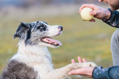 犬にボールを見せる男性