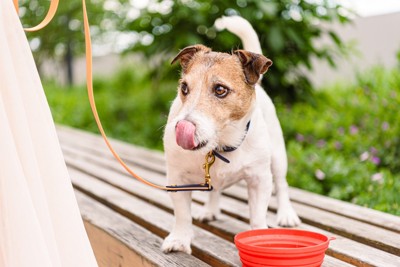 散歩中に水を飲んでいる犬